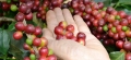 Brazil Arabica Coffee Output May Fall 7% in 2012-13