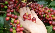 Brazil Arabica Coffee Output May Fall 7% in 2012-13