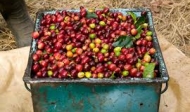 Climate for Growing Arabica Coffee Beans